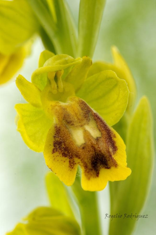 Imagen 34 de la galería de Orquideas
